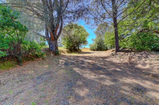 a view of a yard with plants and a large tree