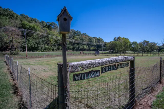 a view of a backyard with a plants