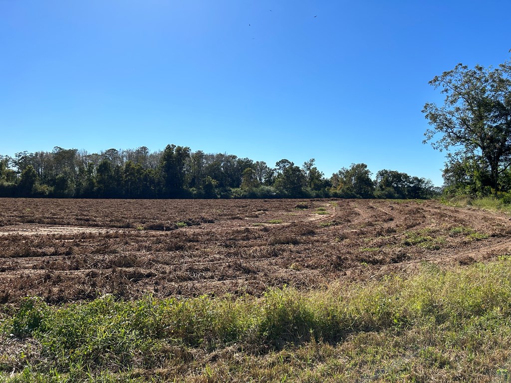 9.481-ac 9.481-ac Road Cottonwood, AL 36320 - Photo 9 of 19