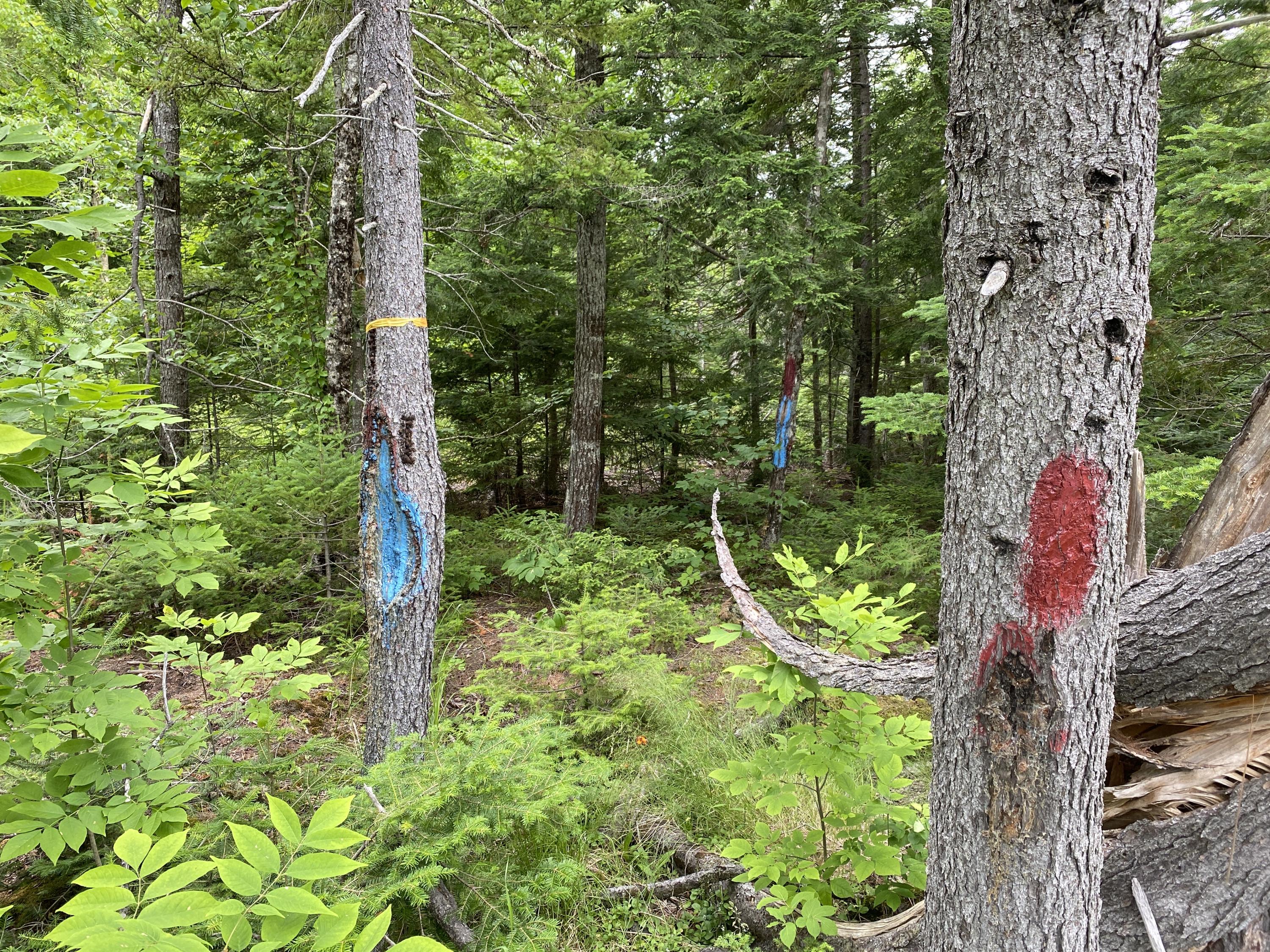 Lot 10 Averill Road Springfield, ME 04487 - Photo 11 of 18 IMG_0629
