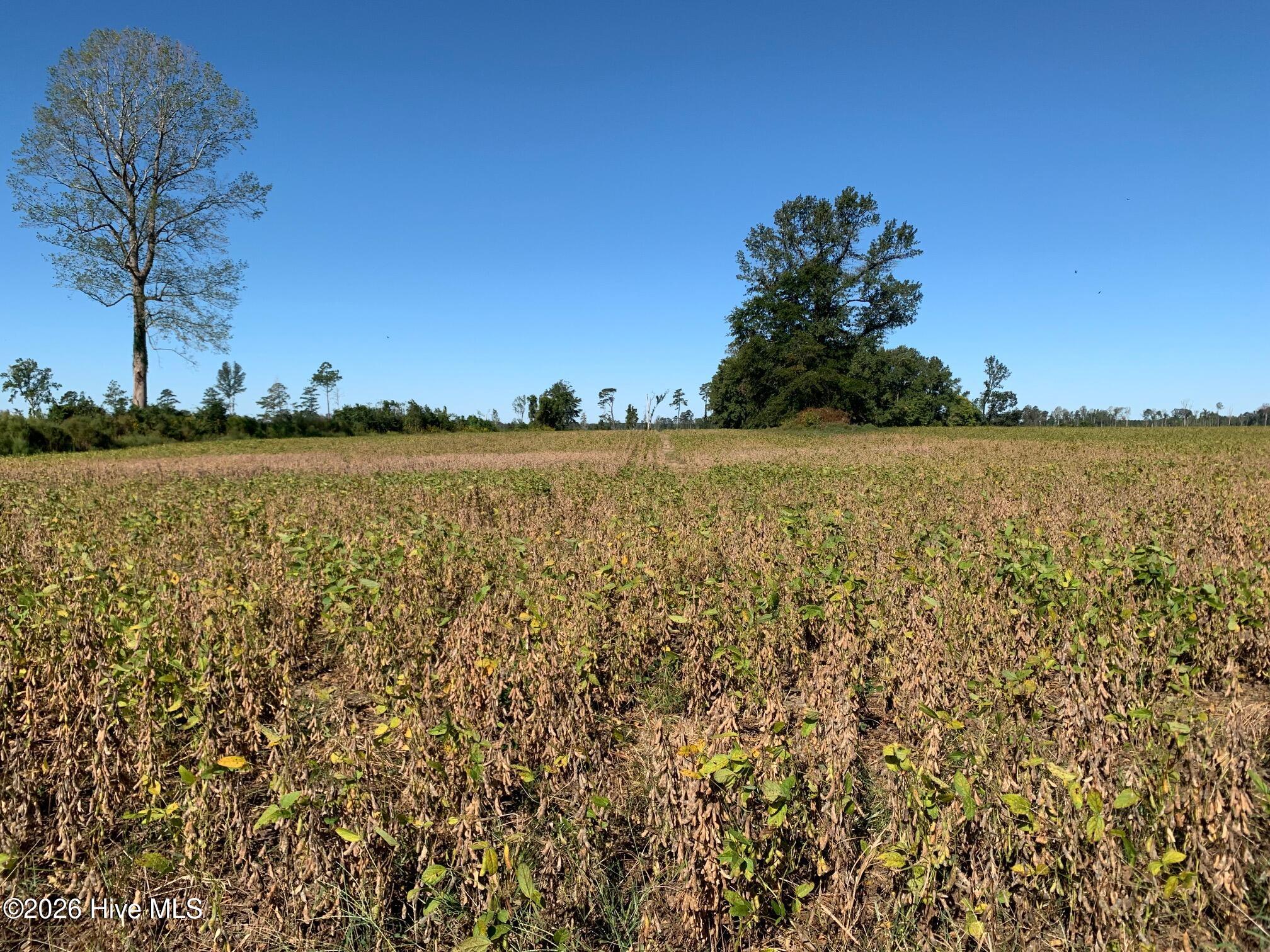 Tbd Hendrix Lane Windsor, NC 27983 - Photo 1 of 6 front