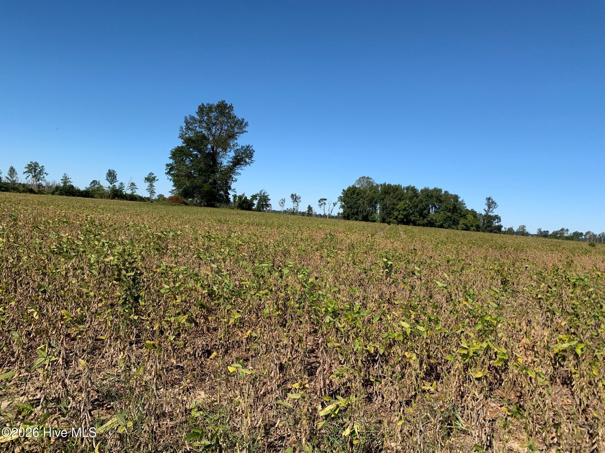 Tbd Hendrix Lane Windsor, NC 27983 - Photo 2 of 6 2 Acre Field