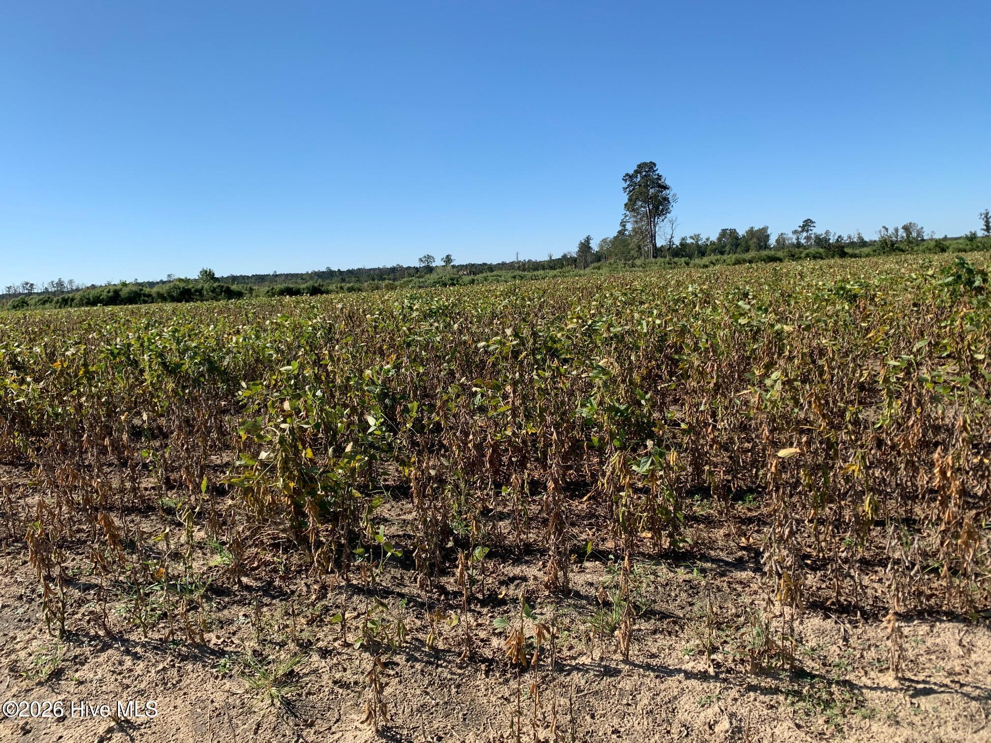 Tbd Hendrix Lane Windsor, NC 27983 - Photo 3 of 6 20 Acre Cutover behind Field