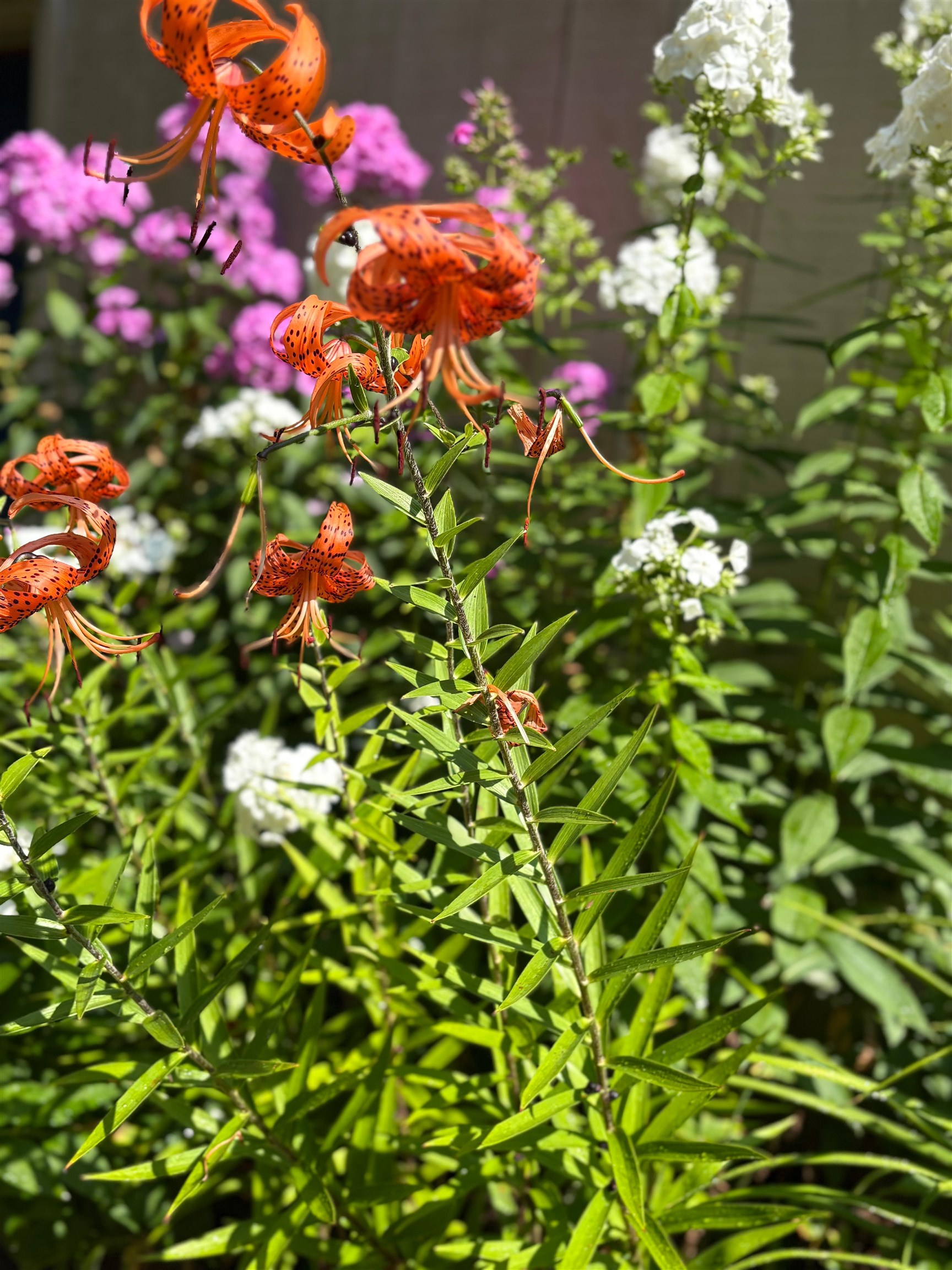 38 Old Manchester Road Amherst, NH 03031 - Photo 44 of 53