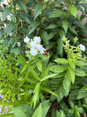 $679,000 | 38 Old Manchester Road, Amherst, NH 03031