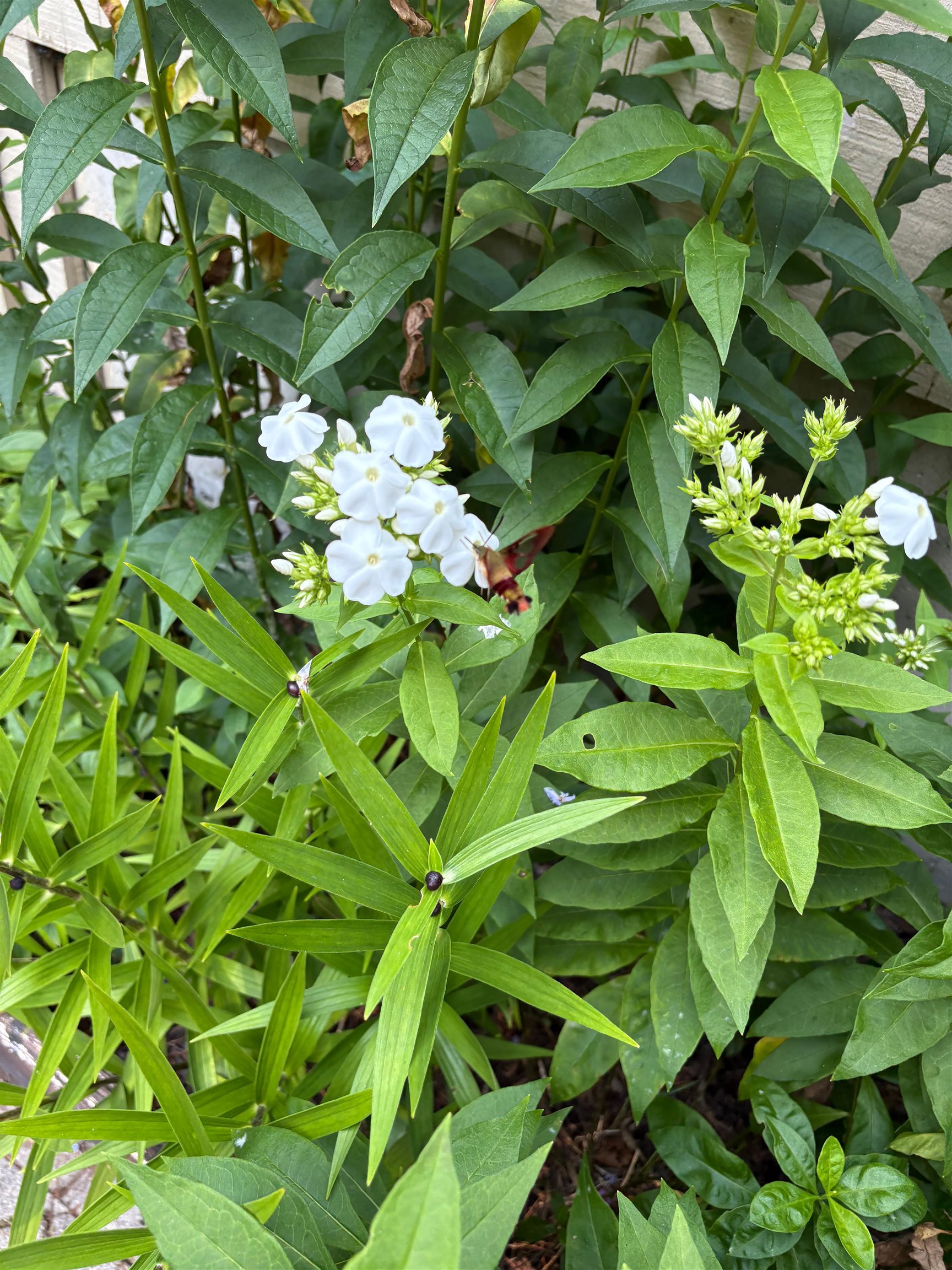 38 Old Manchester Road Amherst, NH 03031 - Photo 45 of 53