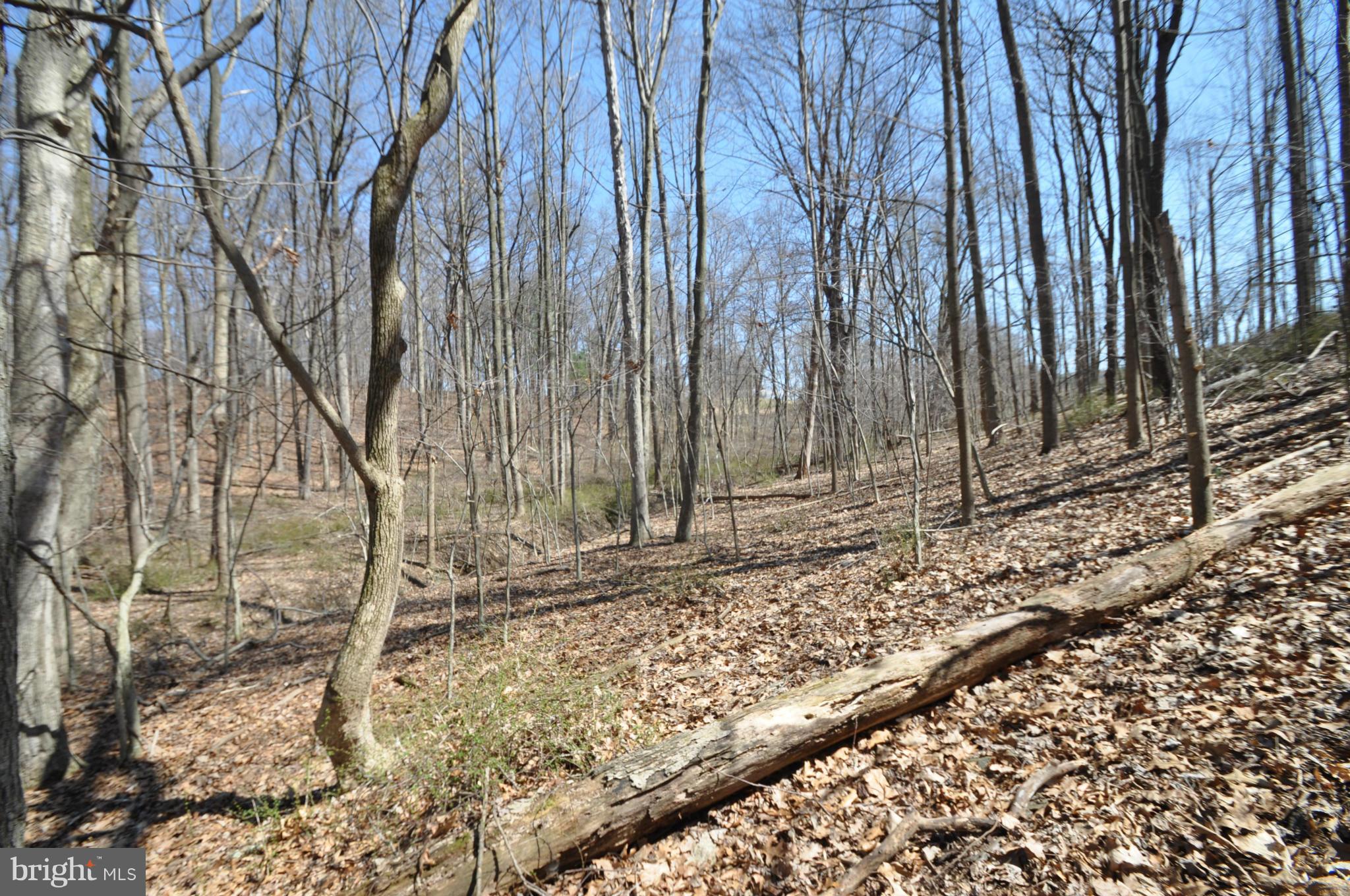 1206 Stone Road Westminster, MD 21158 - Photo 18 of 27 YOUR OWN SUPPLY OF WOOD FOR 2 WOOD STOVES.