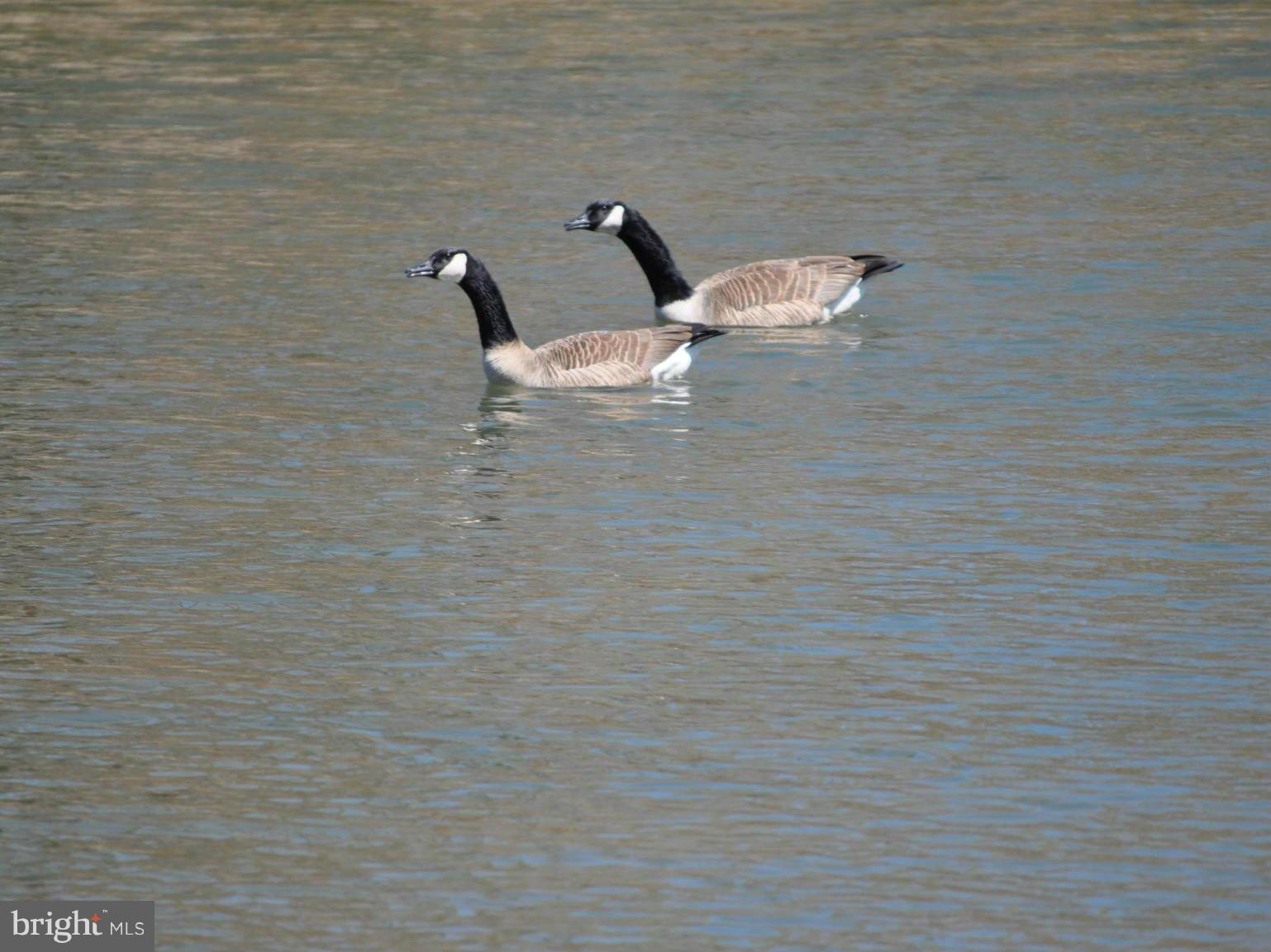 1206 Stone Road Westminster, MD 21158 - Photo 22 of 27 JUST ANOTHER DAY CRUISING ON THE POND.