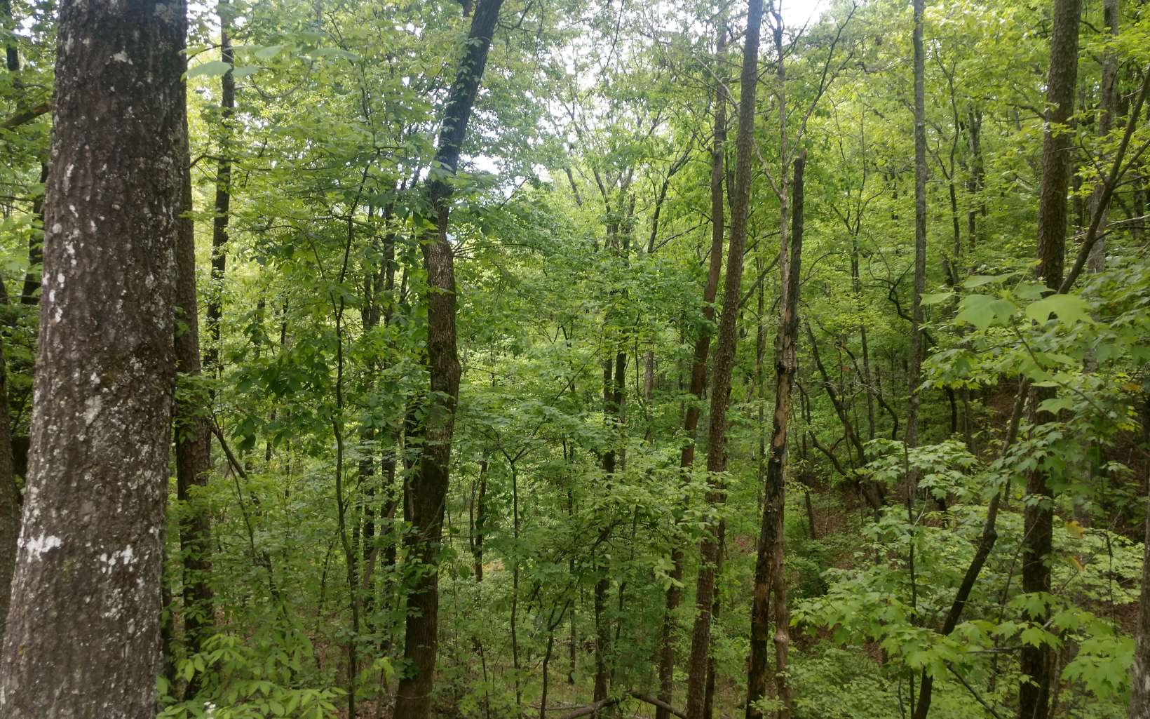 22 Granny Branch Blue Ridge, GA 30513 - Photo 1 of 1 Main View