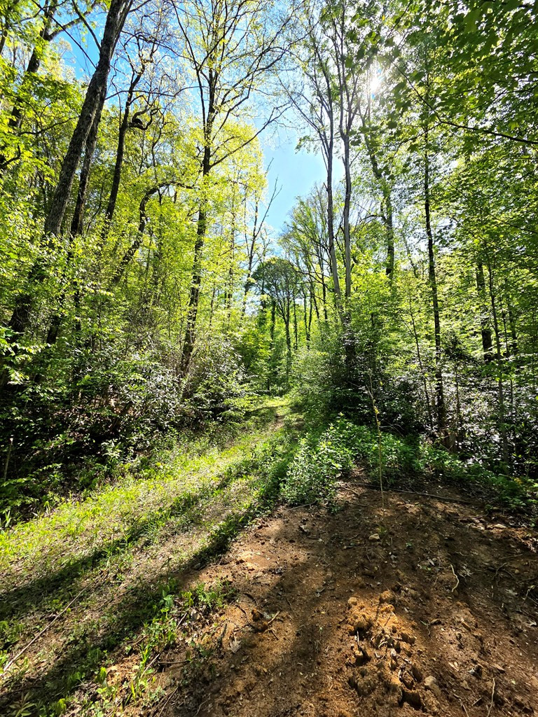 795 Porter Field Gap Road Robbinsville, NC 28771 - Photo 53 of 105