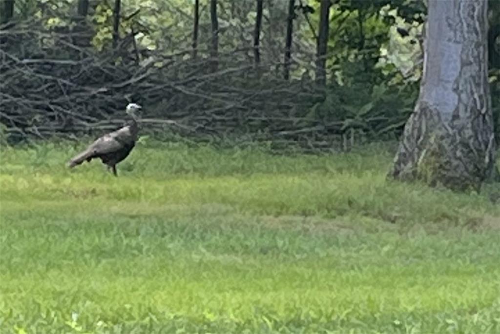 75 Cave Street Fairchance, PA 15436 - Photo 33 of 36 a view of trees in a yard