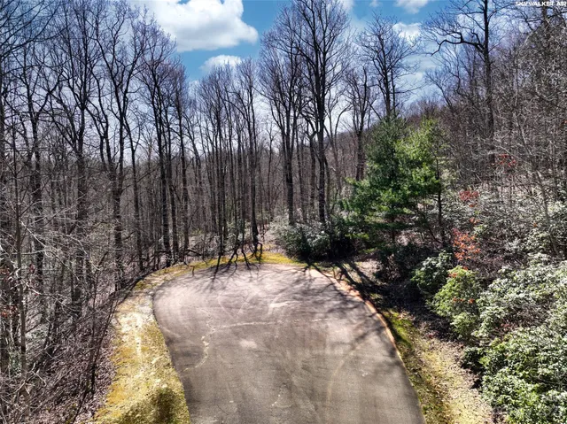 a view of backyard with tree