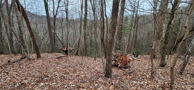 a view of a yard with trees
