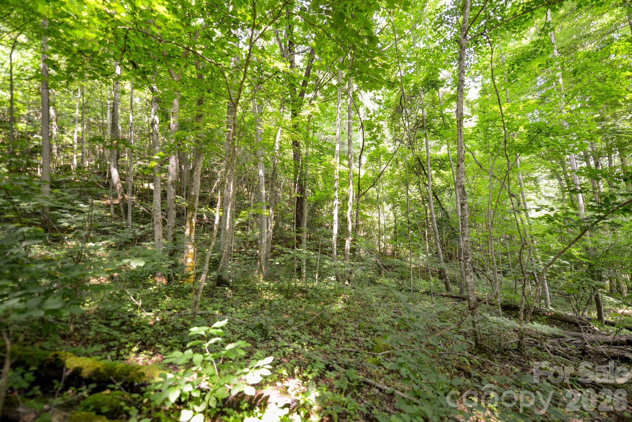 ### Board Tree Road, Unit 1 Marshall, NC 28753 - Photo 7 of 10 a view of a yard