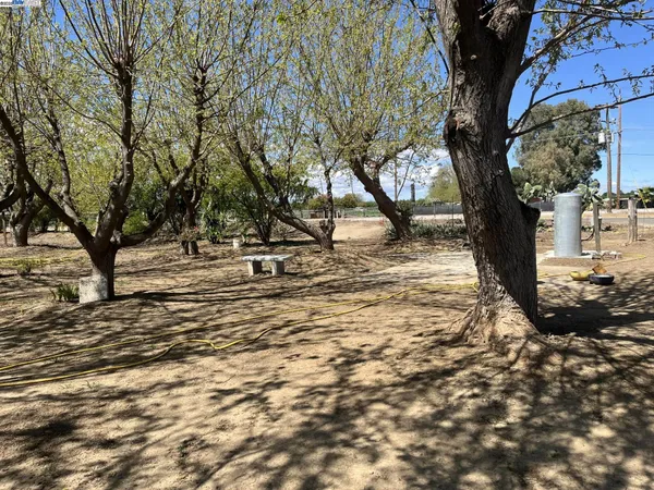 a view of a tree in the middle of a yard