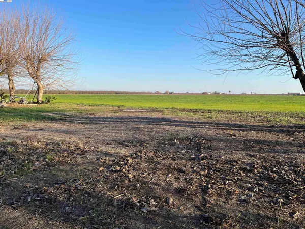 a view of a dry yard with trees
