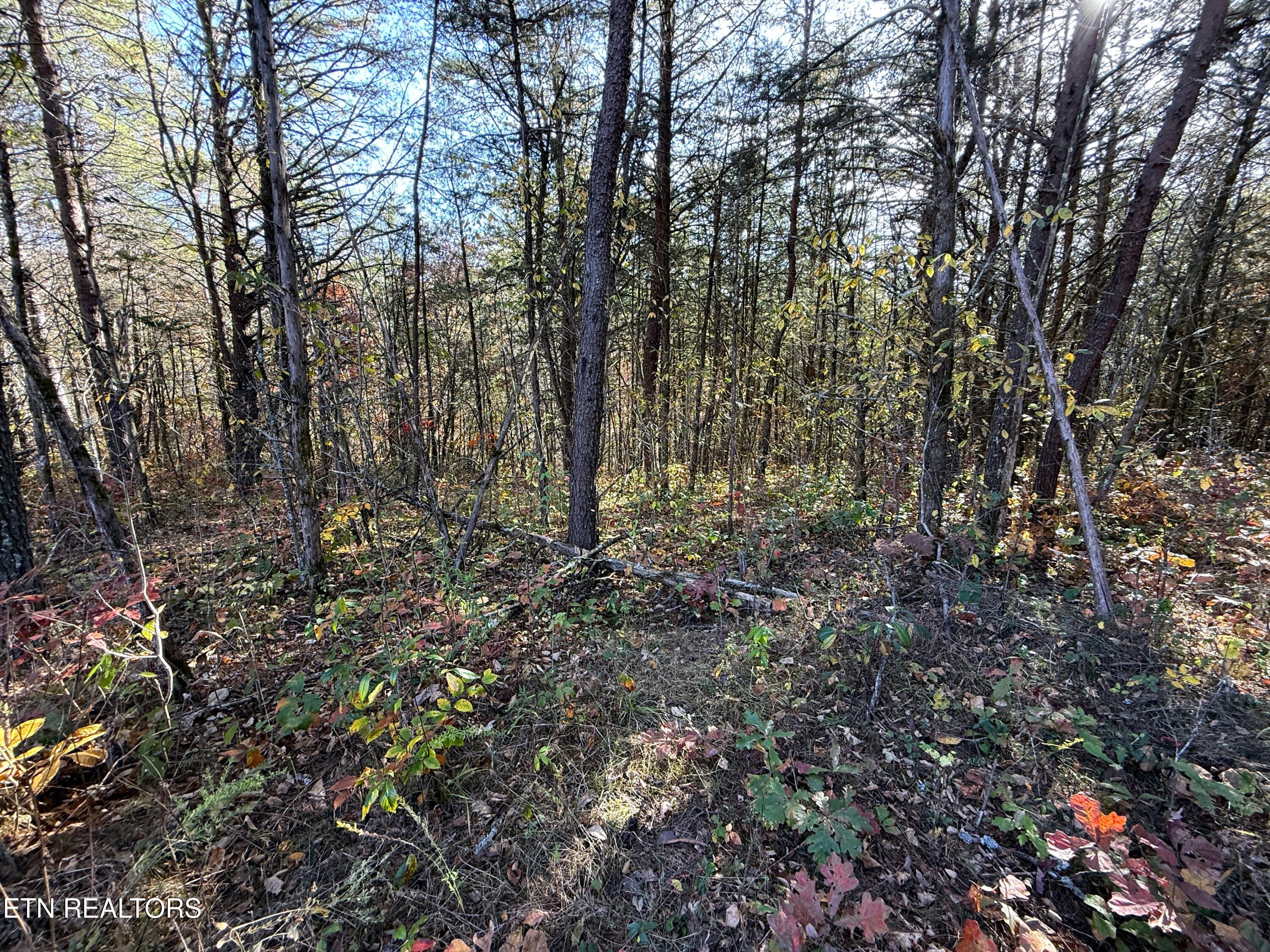 1-3 Topaz Way Parrottsville, TN 37843 - Photo 9 of 23 6