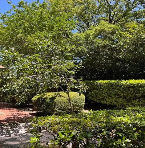 a view of a garden with a tree