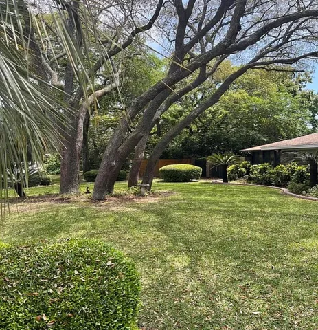 a view of a trees in a yard