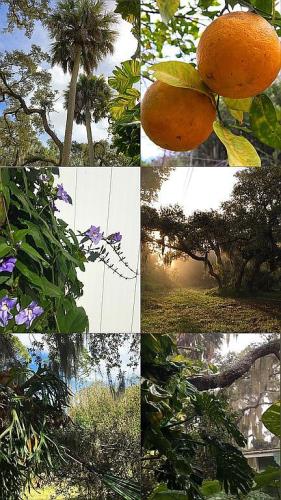 1252 Country Road Port Orange, FL 32129 - Photo 16 of 26