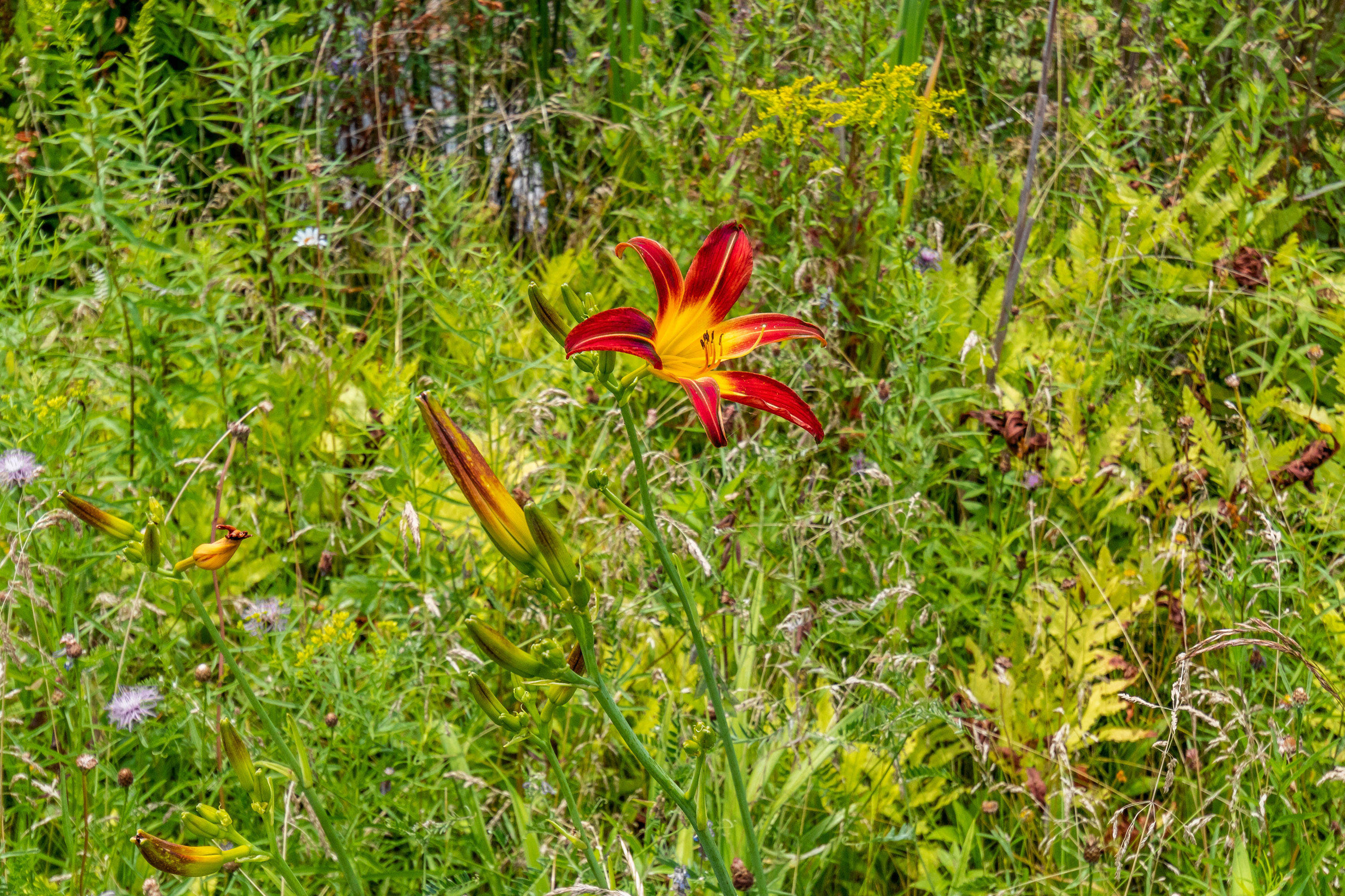 294 Arundel Road Kennebunkport, ME 04046 - Photo 45 of 68 20220713ms-81048