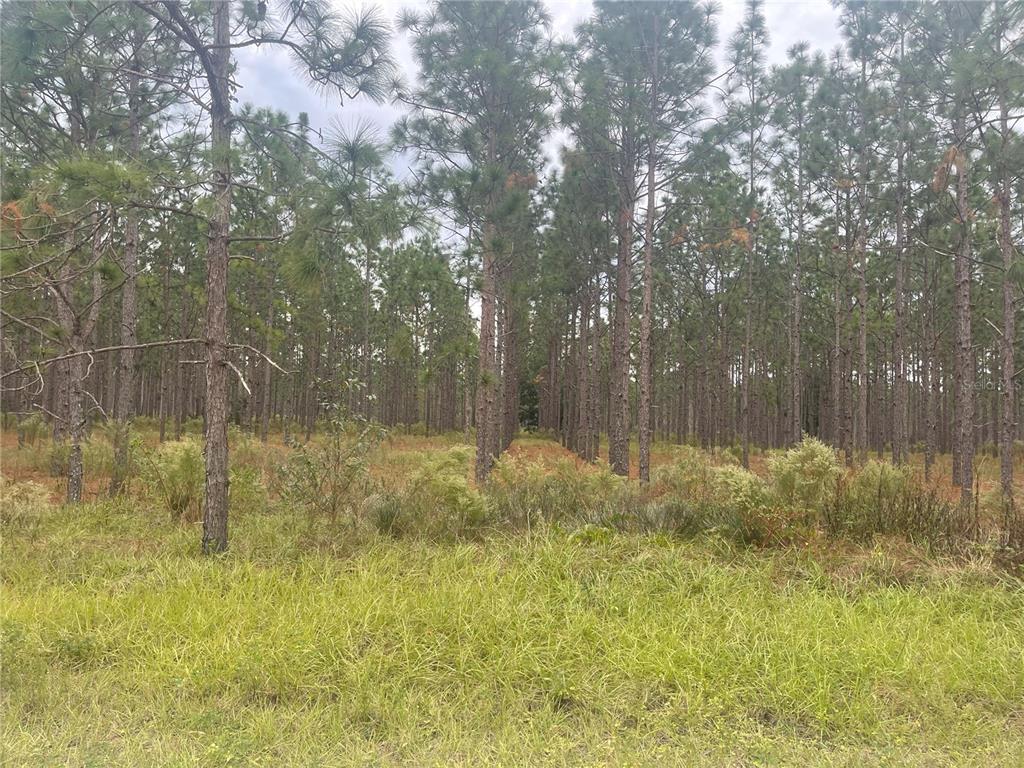 30823 Satinleaf Run Brooksville, FL 34602 - Photo 27 of 31