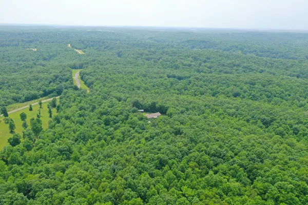a view of a big yard with plants and large trees