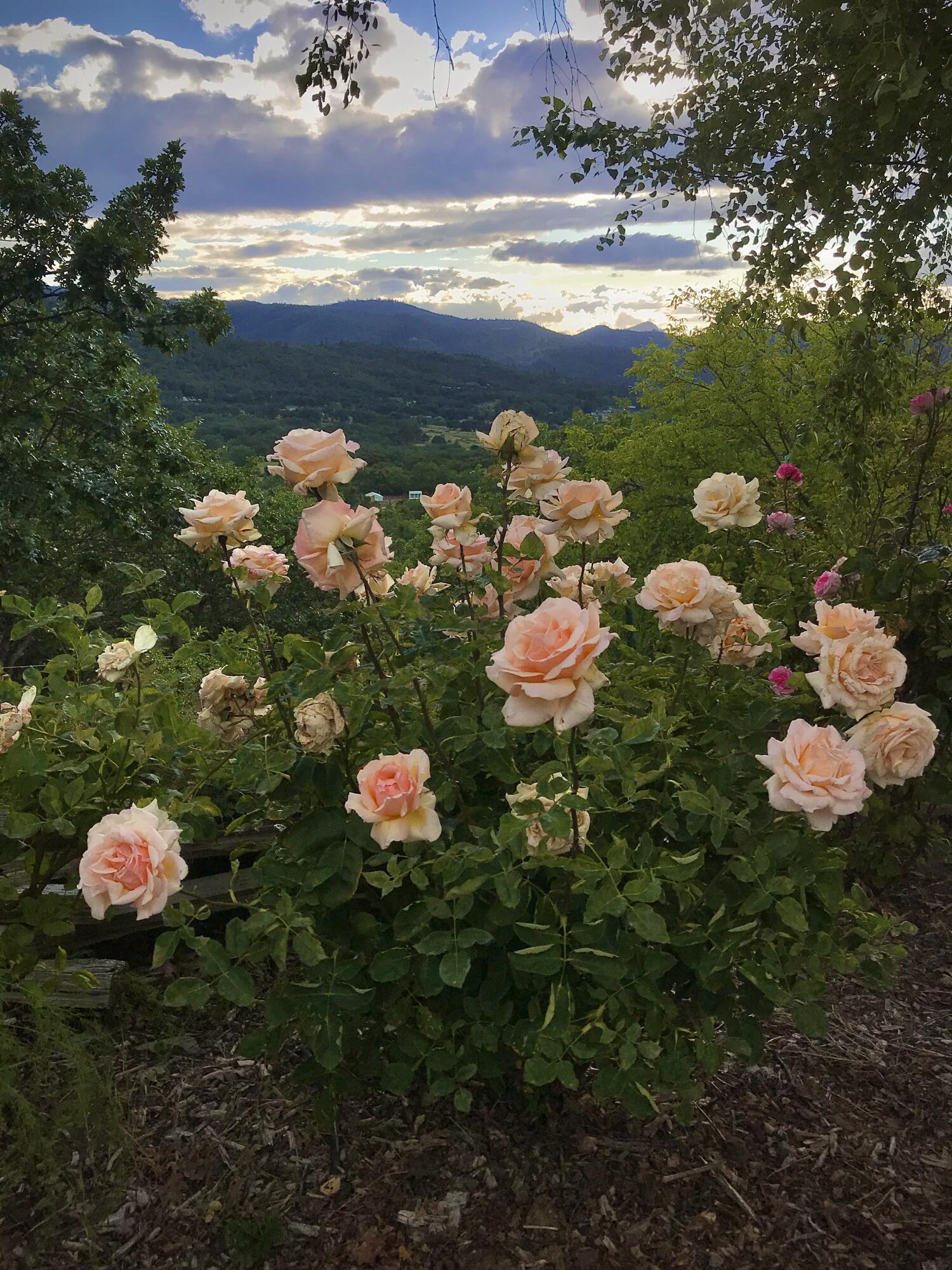 5196 Pioneer Road Medford, OR 97501 - Photo 79 of 94 5196roses