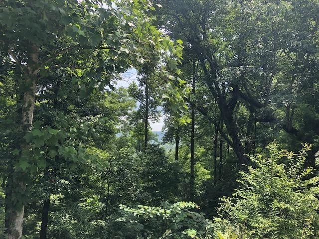 a view of a forest
