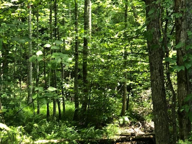 45 Cliff Park Road Monterey, TN 38574 - Photo 12 of 29 a backyard of a house with lots of plants