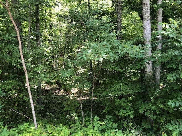 45 Cliff Park Road Monterey, TN 38574 - Photo 13 of 29 a view of a lush green forest
