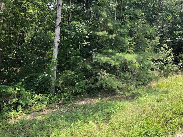 45 Cliff Park Road Monterey, TN 38574 - Photo 20 of 29 a view of a lush green forest