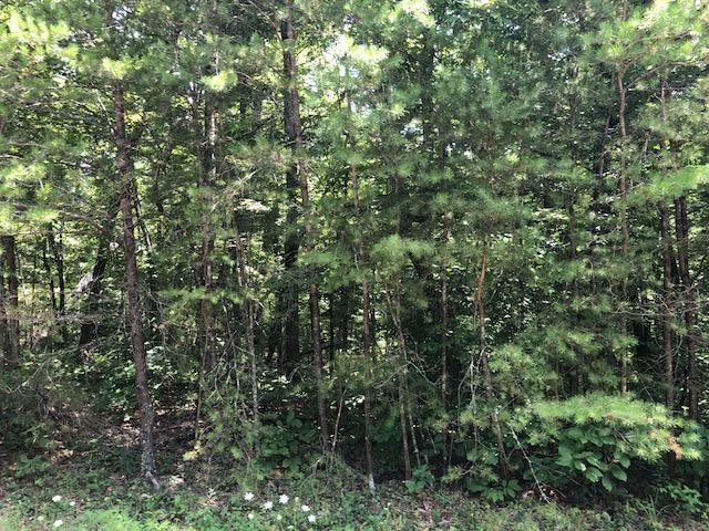 45 Cliff Park Road Monterey, TN 38574 - Photo 22 of 29 a view of a lush green forest