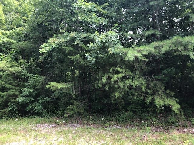 45 Cliff Park Road Monterey, TN 38574 - Photo 4 of 29 a view of forest