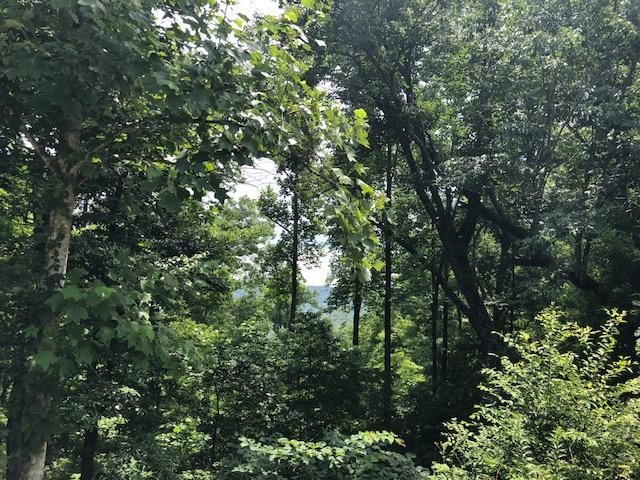 45 Cliff Park Road Monterey, TN 38574 - Photo 5 of 29 a view of a tree in a forest