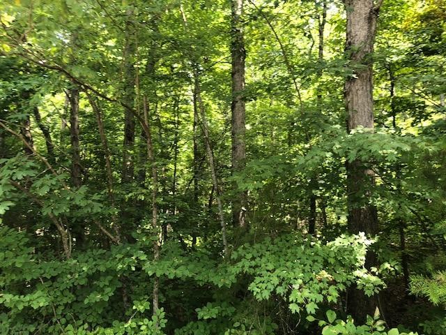 45 Cliff Park Road Monterey, TN 38574 - Photo 7 of 29 a view of a lush green forest