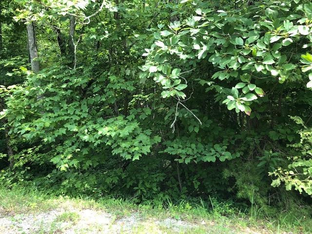 45 Cliff Park Road Monterey, TN 38574 - Photo 9 of 29 a view of a lush green forest