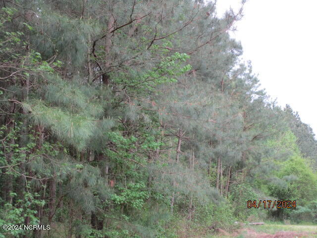 550 Ryland Road Tyner, NC 27980 - Photo 26 of 31 Woods behind property