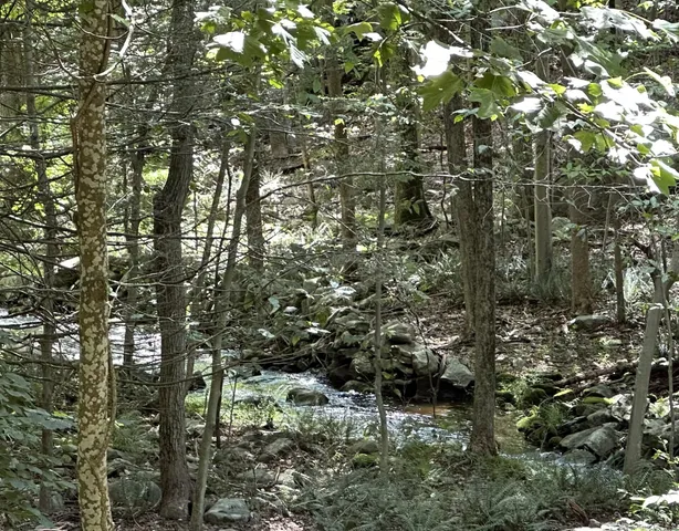 a view of outdoor space and a forest