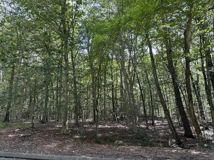 a view of outdoor space and tree