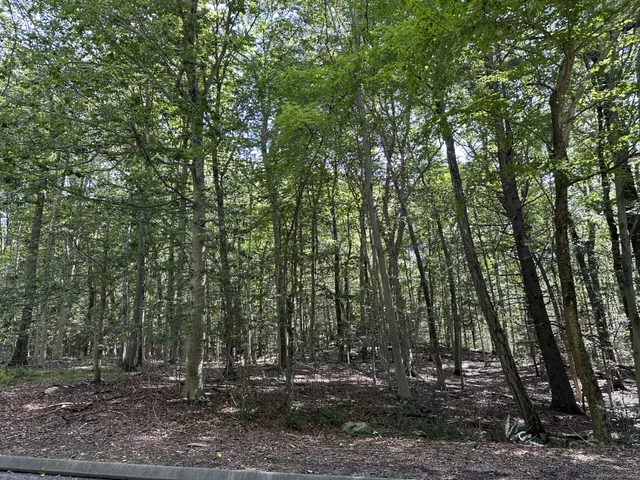 a view of outdoor space and tree