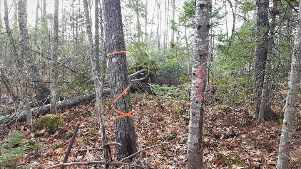 455 Wentworth Road Embden, ME 04958 - Photo 32 of 35 Boundary markers can be clearly seen...