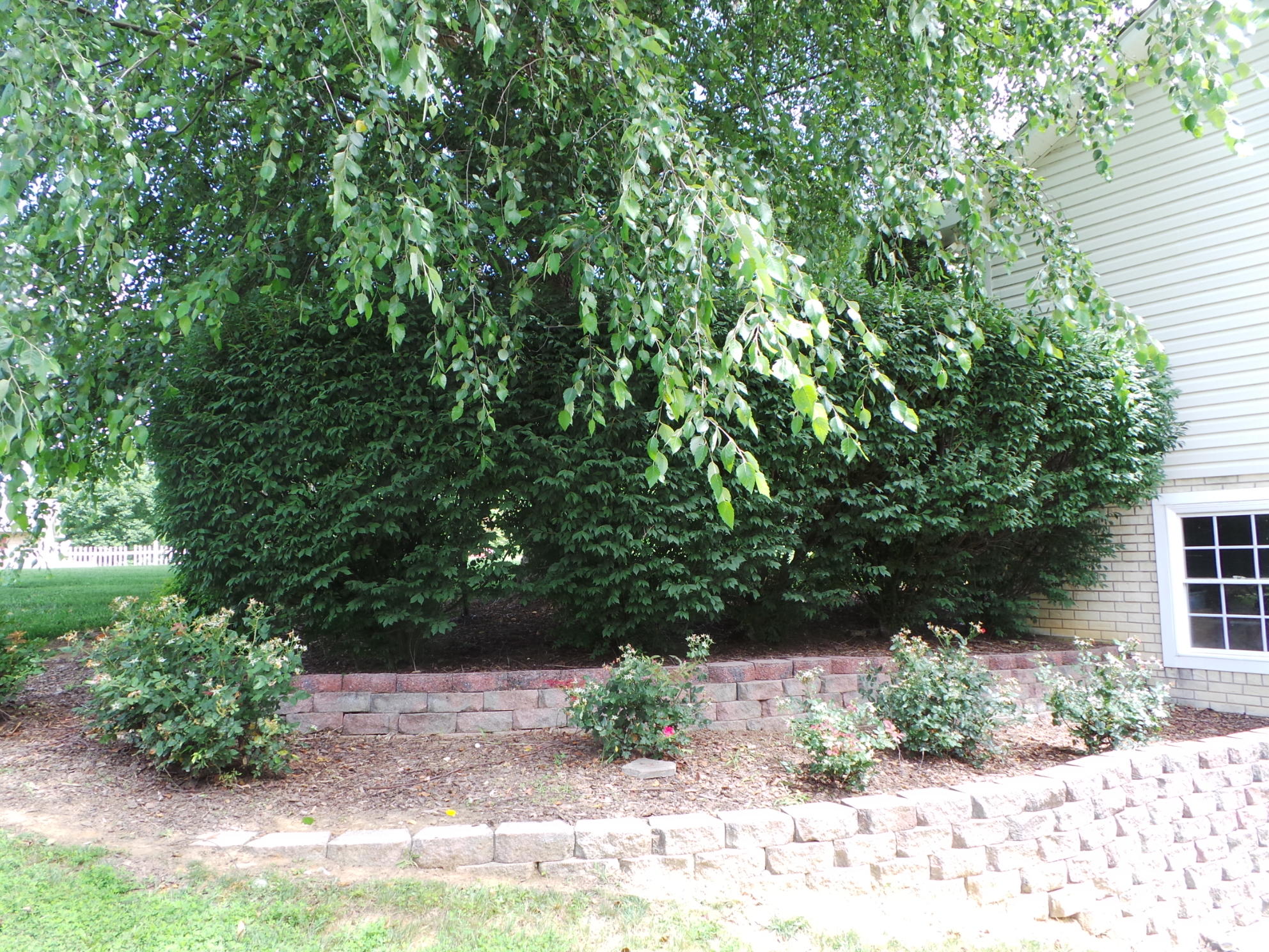 169 Laurel View Road Jonesborough, TN 37659 - Photo 43 of 159 PRETTY LANDSCAPING ALREADY HERRE