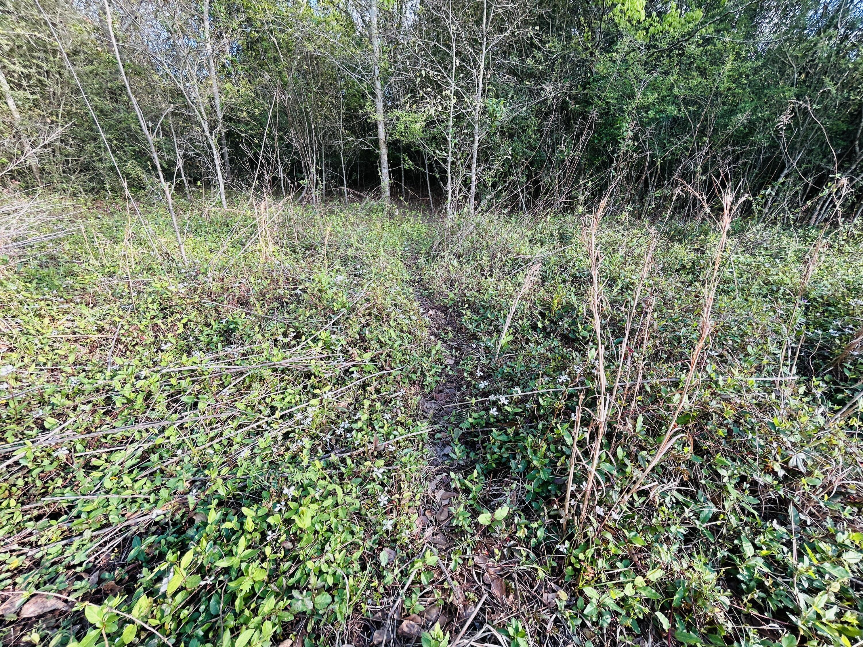 3058 Surrey Race Road Springfield, SC 29146 - Photo 22 of 25 IMG_3863