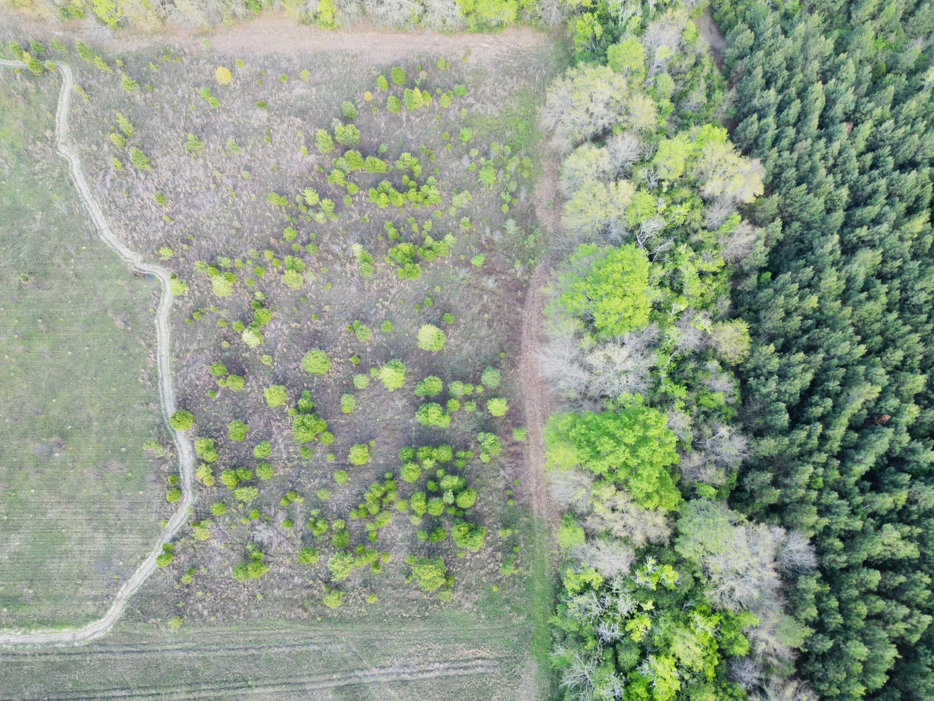 3058 Surrey Race Road Springfield, SC 29146 - Photo 7 of 25 dji_fly_20260329_180642_926_177482399436