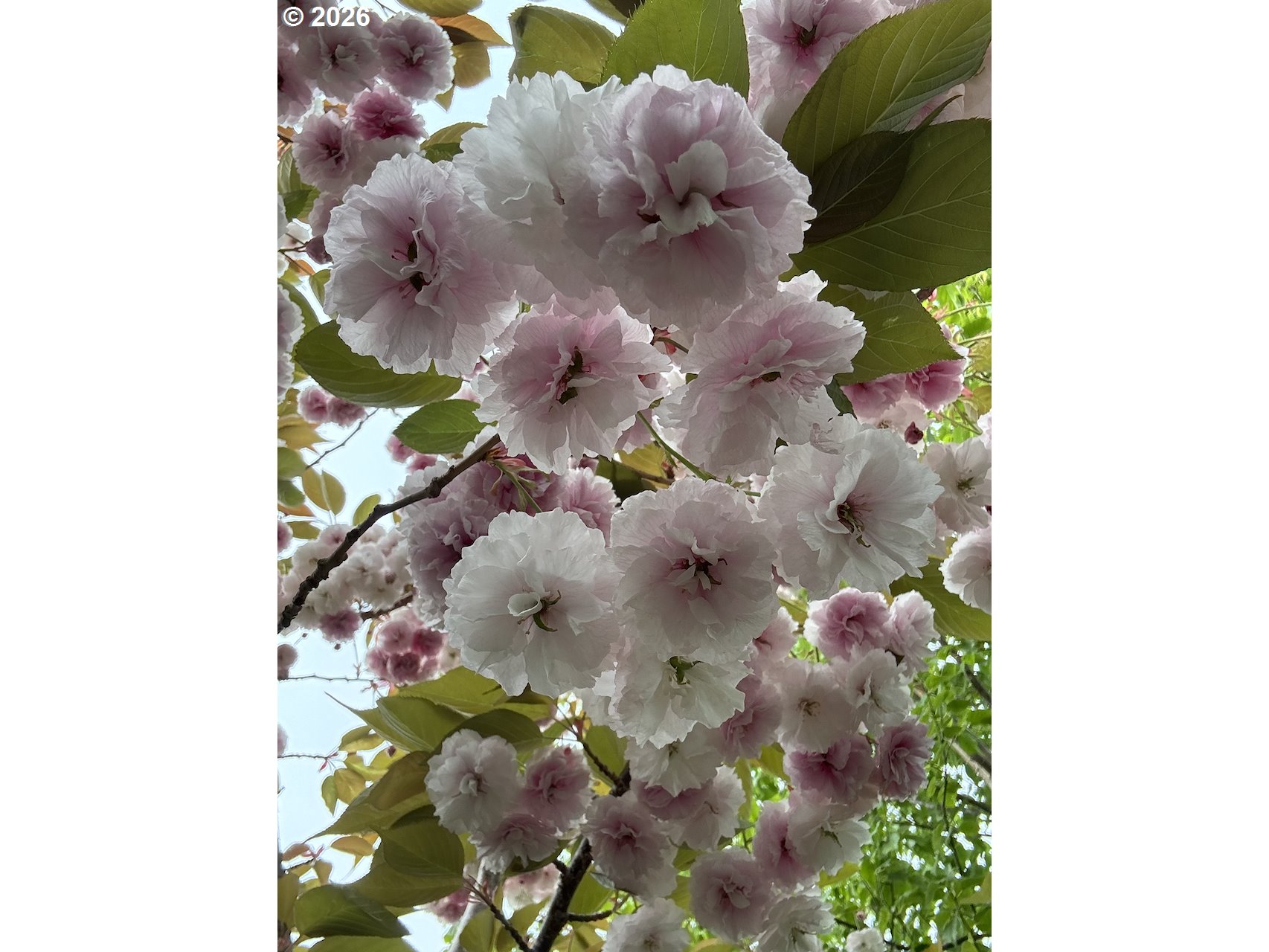 886 1st Street Southeast Bandon, OR 97411 - Photo 31 of 40 a close up of a vase of flowers