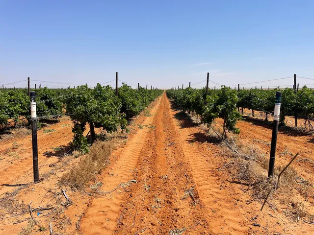 a view of a terrace with chairs