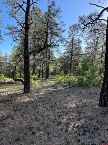 a view of outdoor space with trees all around
