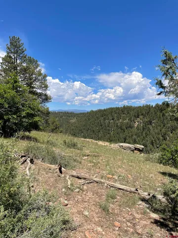 a view of a bunch of trees and a yard