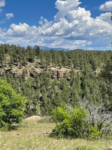 a view of a bunch of trees and bushes